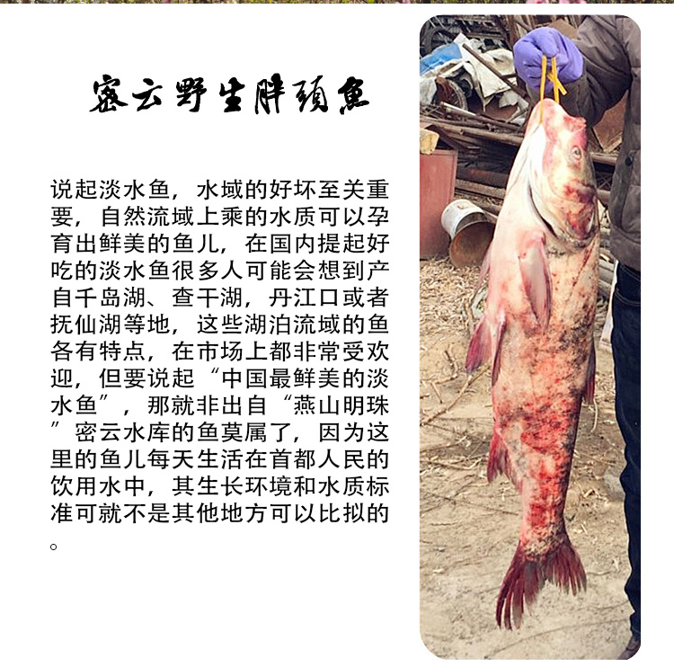 密云水库最大的鱼有1000斤 2247e34e8aa4425387c1afe3bb31e5b0.jpg