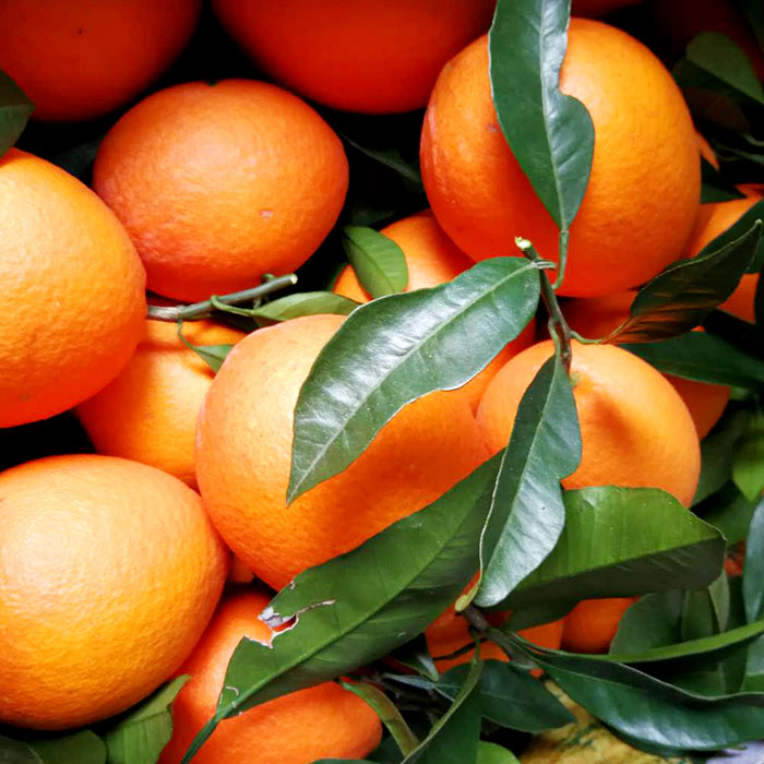 湖北 秭归 长红脐橙 10斤 70mm以上 约26个果 水果 橙子 产地直发